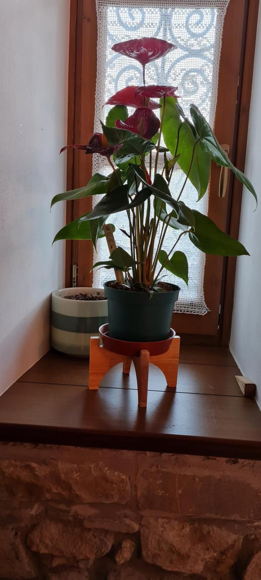 Garden Guest House Përmet エクステリア 写真