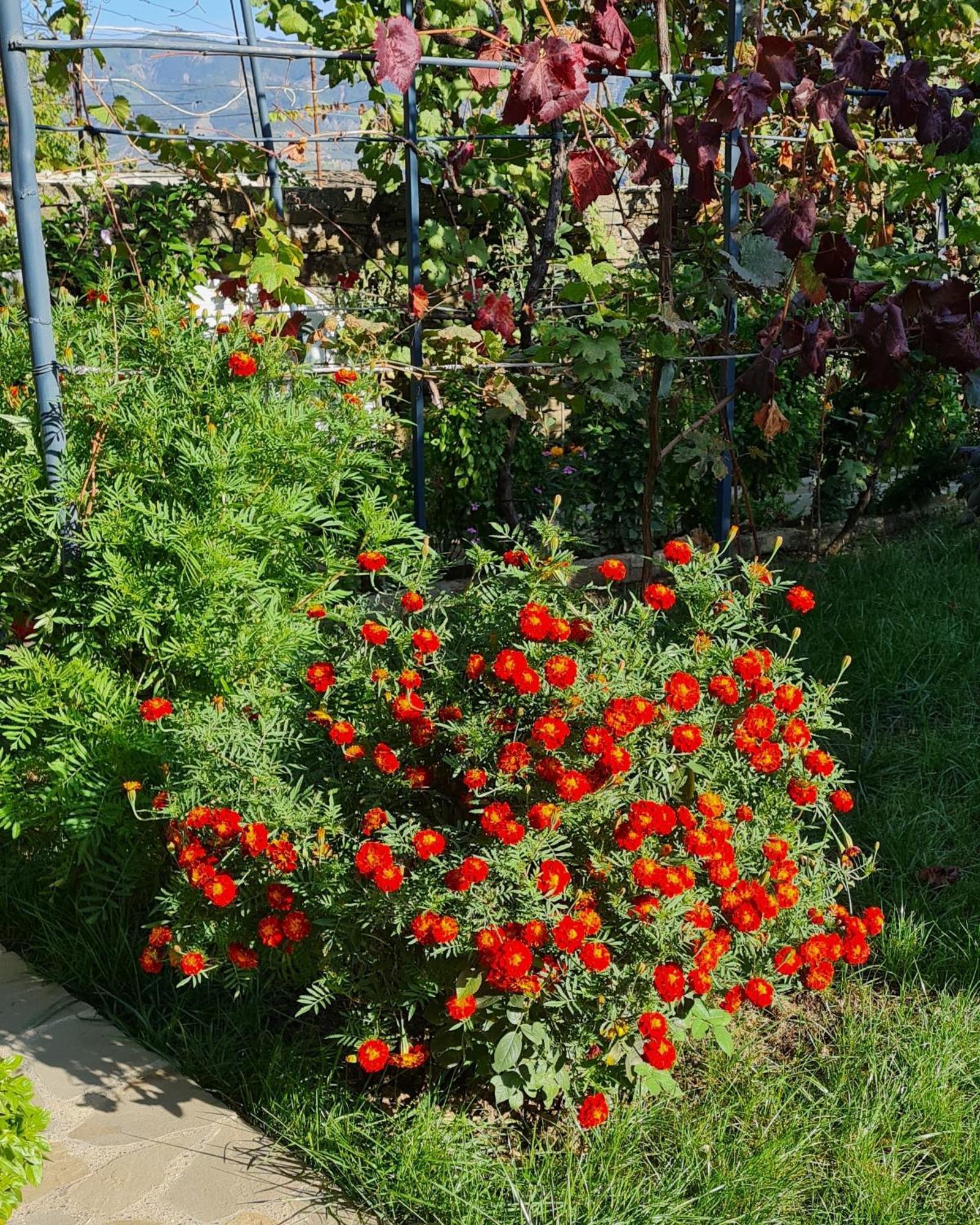 Garden Guest House Përmet エクステリア 写真