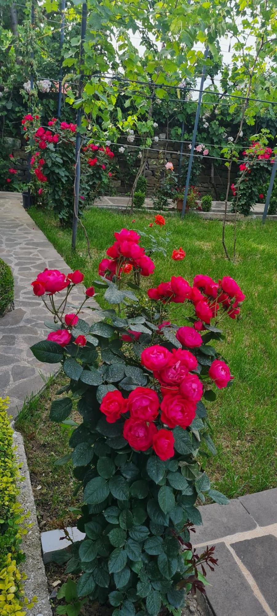 Garden Guest House Përmet エクステリア 写真